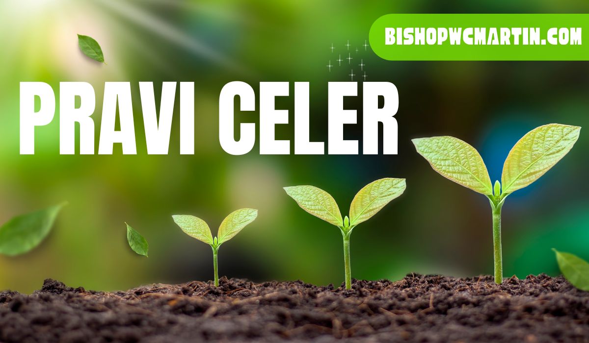 Unlocking Efficiency: A Comprehensive Guide to the Pravi Celer 1000